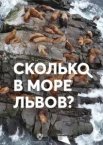 Сколько в море львов?