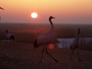 Земля: Один потрясающий день