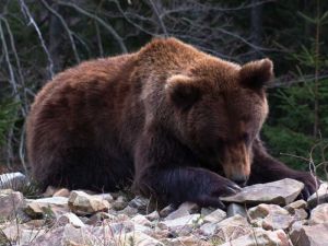 Байкал. Удивительные приключения Юмы